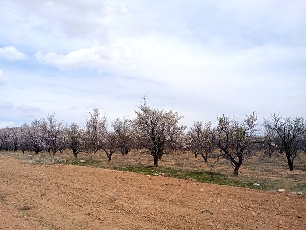  شکوفه های بهاری در روستای گزکوه