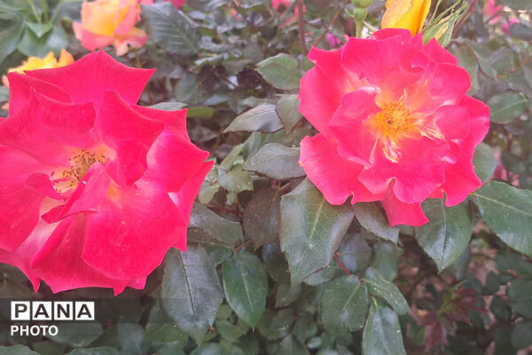 گل‌های زیبای بهاری