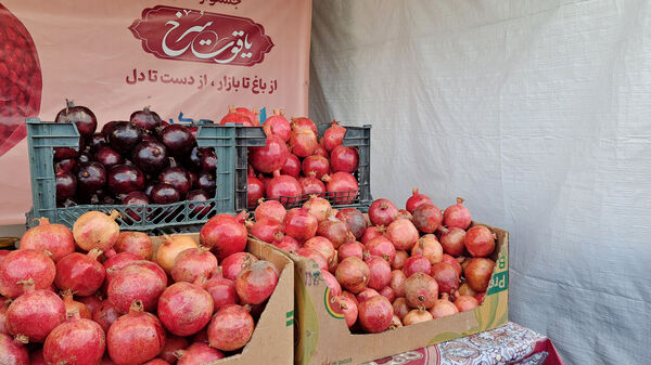 یاقوت سرخ اراک در جشنواره انار به نمایش درآمد