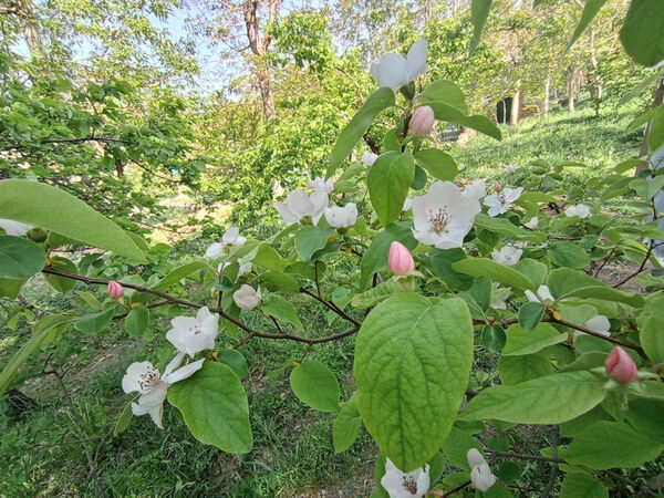 جلوه‌هایی از طبیعت تابستانی خلجستان و جعفرآباد قم