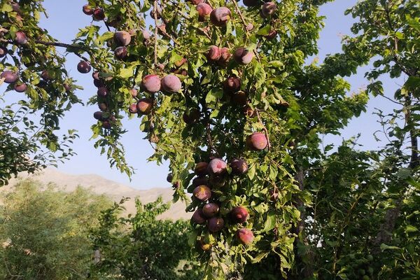 فصل زیبای پاییز در شهر بار نیشابور 