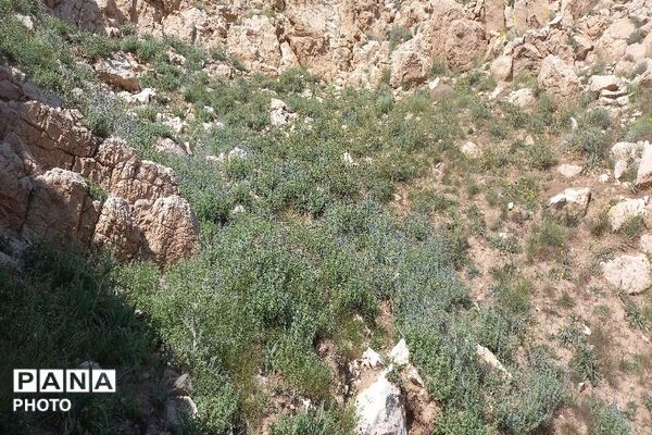 ارتفاعات شهر بار ذخیره‌گاه گیاهان دارویی کمیاب-۲