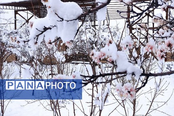 آلبوم تصویری از برف در طبیعت شهر بار 