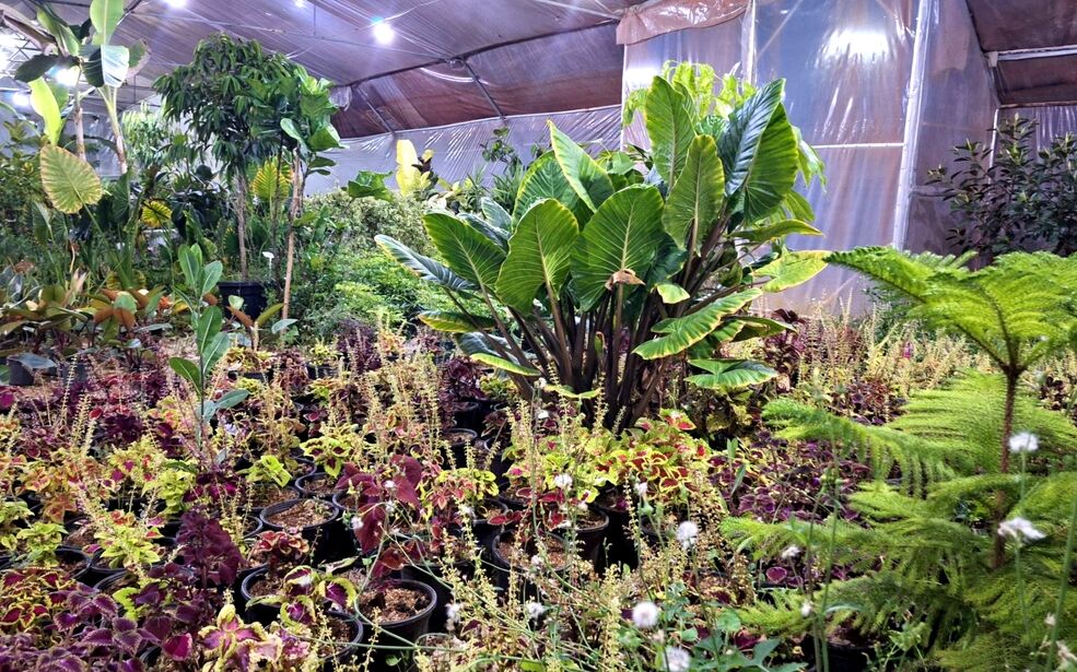  روز ملی گل و گیاه فرصتی برای تماشای زیبایی طبیعت است 