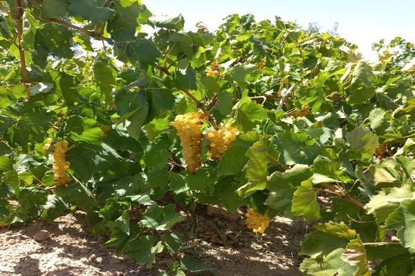 آغاز فصل برداشت انگور از باغات روستای گزکوه فاروج