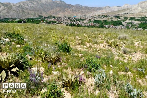 کوه های شهر بار ذخیره‌گاه گیاهان ارزشمند و کم نظیر دارویی 