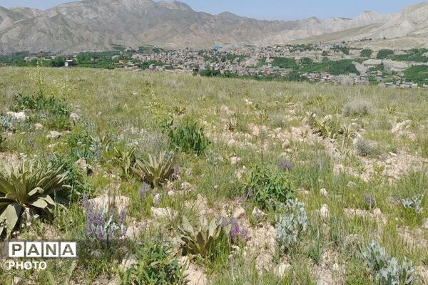 کوه های شهر بار ذخیره‌گاه گیاهان ارزشمند و کم نظیر دارویی 