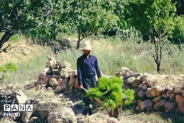 برنجکاری در پلبریده
