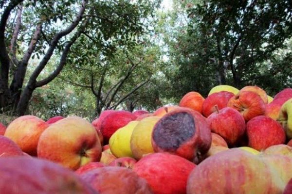 فروش سیب‌های ضایعاتی در روستاهای بروجرد