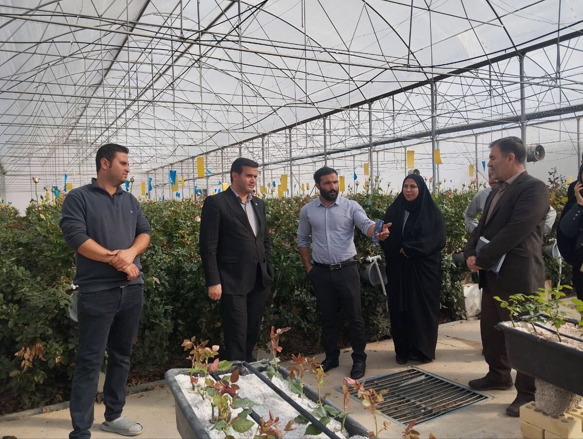 ساخت گلخانه در شهرستان رزن رونق گرفت