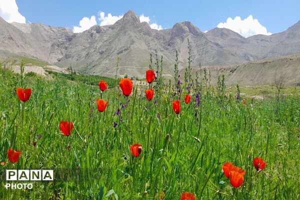 آلبوم تصویری از طبیعت زیبای شهر بار در اردیبهشت‌ماه  ۱۴۰۵ـ۲