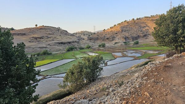 برنج‌کاری در لردگان؛ نماد زندگی و فرهنگ محلی