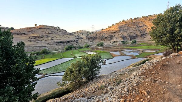 برنج‌کاری در لردگان؛ نماد زندگی و فرهنگ محلی