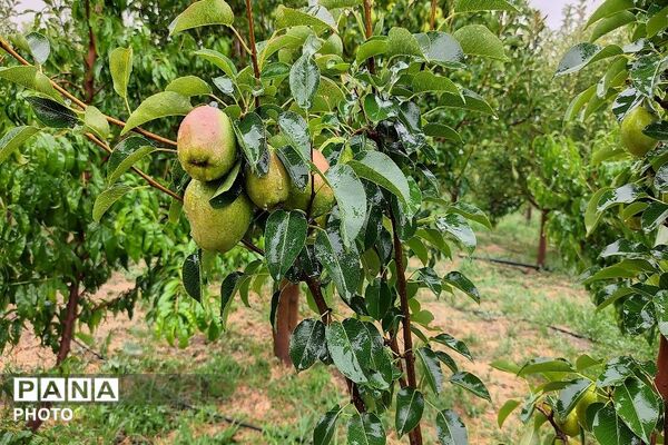 بارش غیر منتظره باران در تابستان ۱۴۰۵شهر بار نیشابور