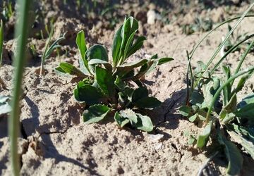 برداشت مچه در دزک؛ هر بهار جان می‌گیرد