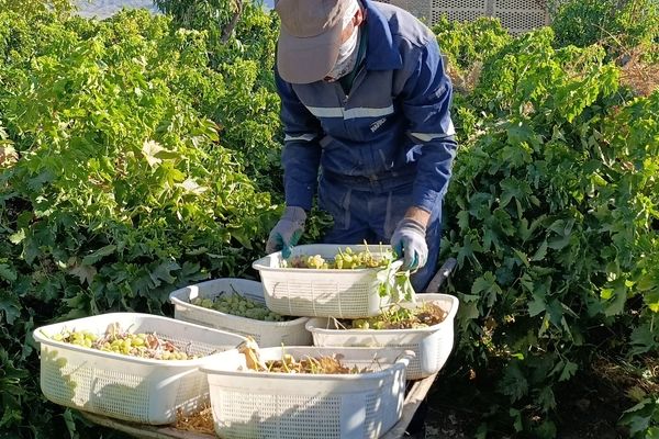 برداشت ۳۰ هزار تن انگور از تاکستان‌های ترشیز