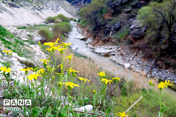 طبیعت روستای بیدله به هنگام بهار