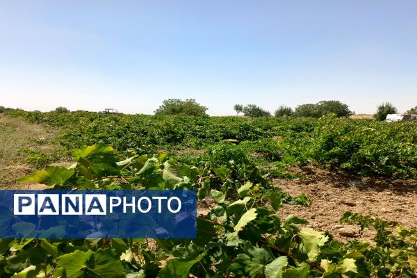 آغاز فصل برداشت انگور از باغات روستای گزکوه فاروج