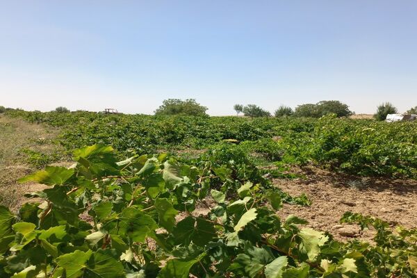 آغاز فصل برداشت انگور از باغات روستای گزکوه فاروج