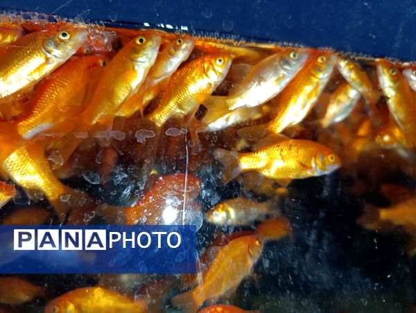 حال‌ و هوای خرید عید در بروجن