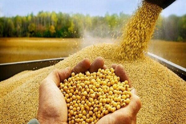 ضرورت حذف واسطه‌هایی که نابسامانی در بازار نهاده‌های دامی را سبب شده‌اند