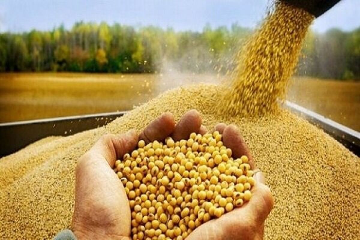 نهاده‌های دام و طیور برای پنج ماه آینده تامین است
