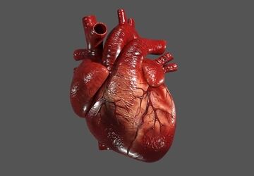سفر به درون قلب؛ تجربه‌ای فراموش‌نشدنی برای پایه دهمی‌های دبیرستان فاطمیه