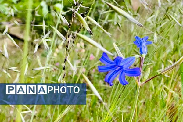 جلوه‌های بهاری طبیعت یاسوج