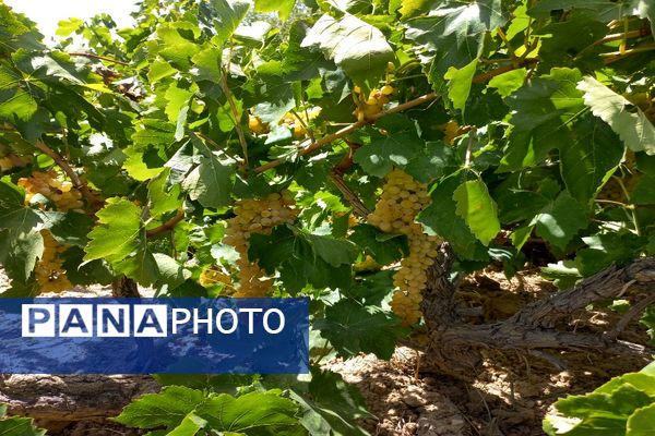 آغاز فصل برداشت انگور از باغات روستای گزکوه فاروج