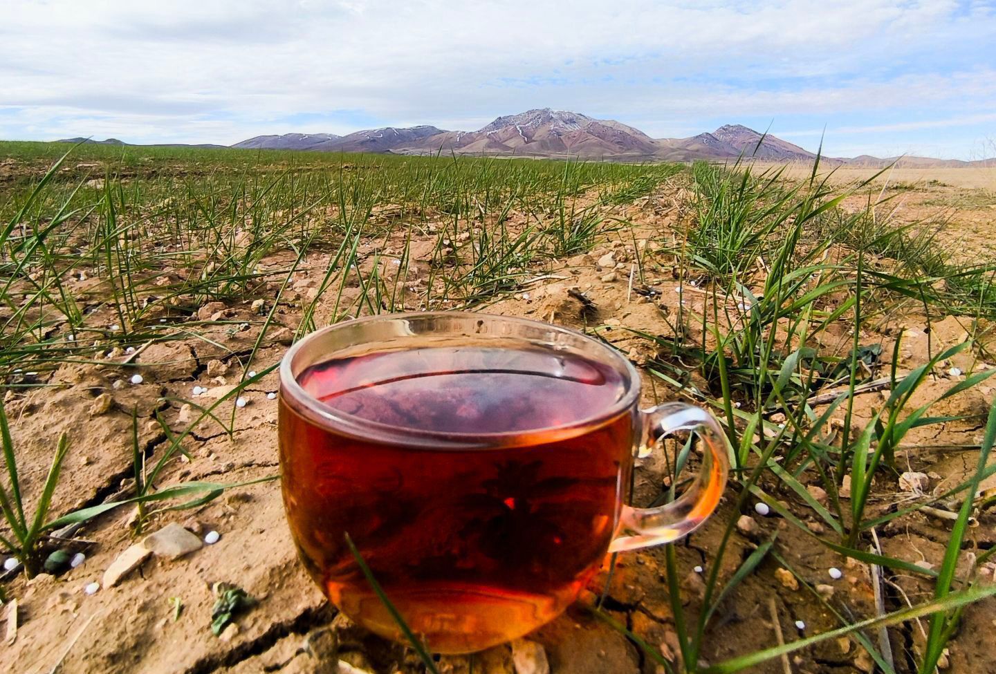 زمین سبز،زندگی سبز