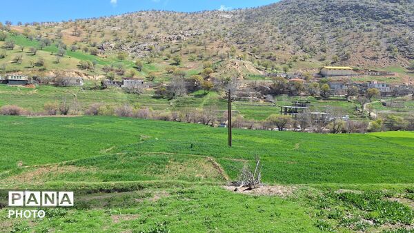 شکوفایی امید 