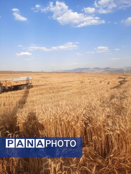  آغاز برداشت گندم از مزارع شهرستان هلیلان 