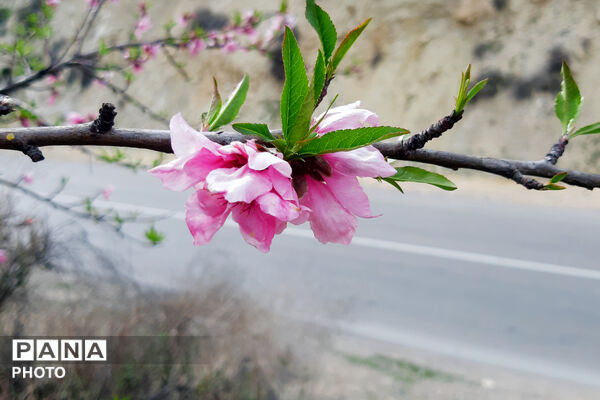 طبیعت روستای بیدله به هنگام بهار