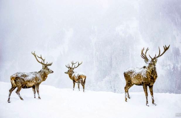 همزمان با بارش برف احتمال نزدیک شدن حیوانات به مناطق مسکونی زیاد است