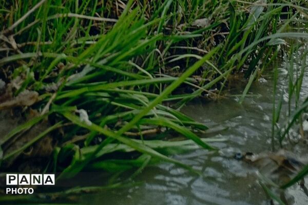 اولین شکوفه های بهاری در شهر بار نیشابور
