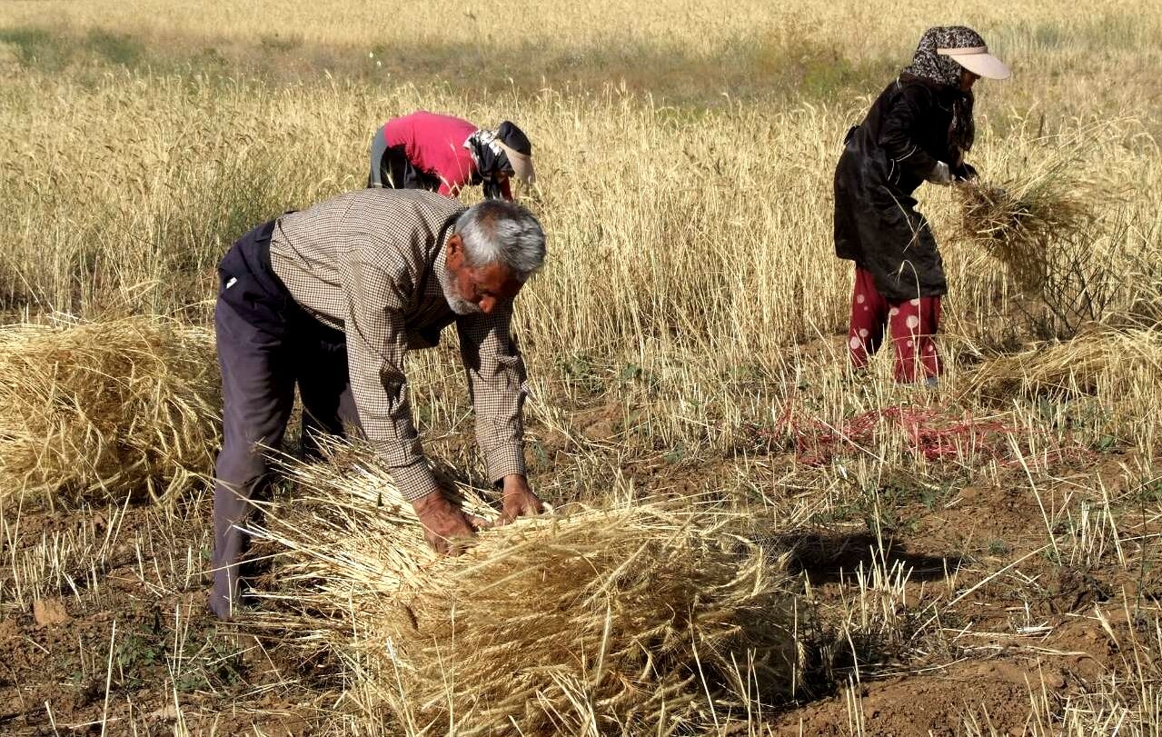 مجموع پرداخت مطالبات گندم‌کاران به ۴۱ همت رسید
