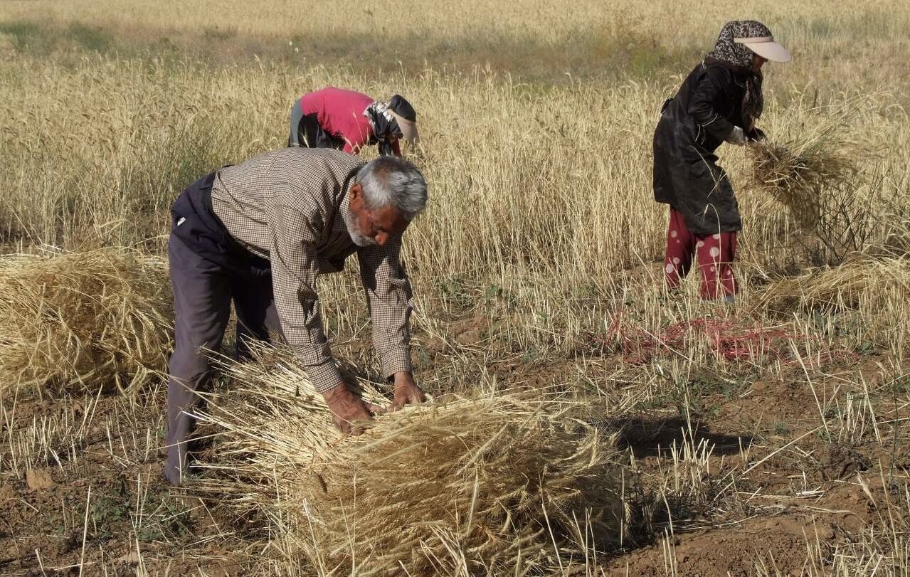 مجموع پرداخت مطالبات گندم‌کاران به ۴۱ همت رسید