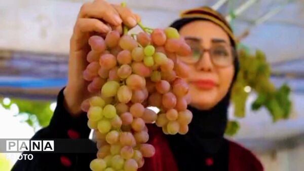 رونق اقتصاد روستایی و معرفی ارقام انگور در جشنواره هزاوه