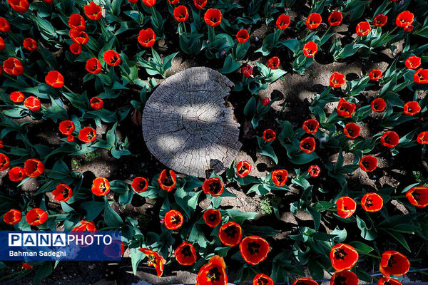 جشنواره لاله ها در کرج