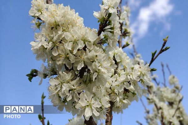 آلبوم تصویری از طبیعت زیبای شهر بار در اردیبهشت‌ماه  ۱۴۰۵ -1