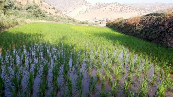 کاشت برنج در روستای بیدله 