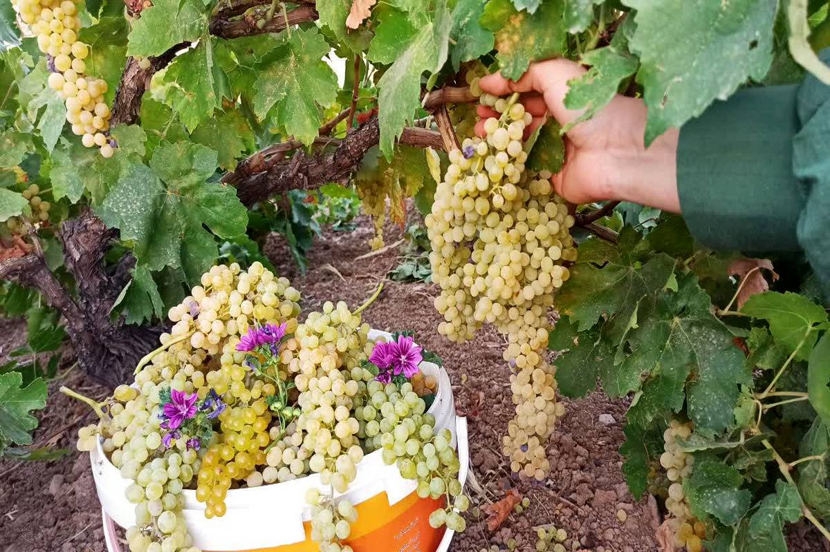 انگور توره، یاقوت سبز استان مرکزی در آستانه فصل زرین