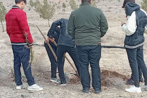 کاشت درخت در کاشمر
