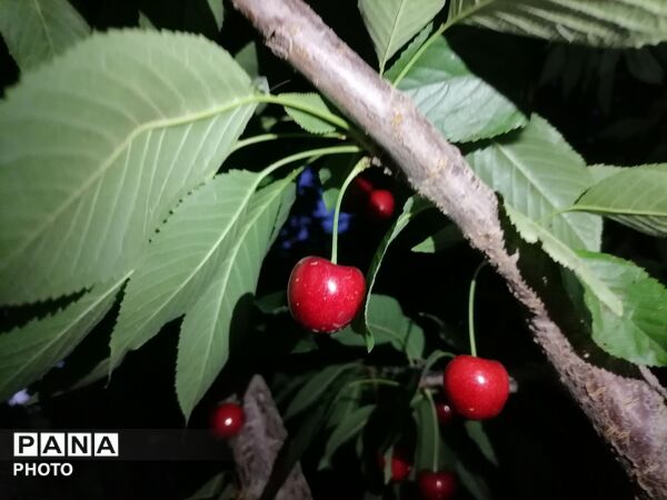 برداشت گیلاس از باغات و تصاویر زیبا از طبیعت سرسبز شهربار 