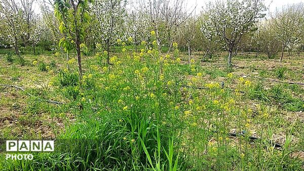 رویش شکوفه ها در روستای عیش آباد