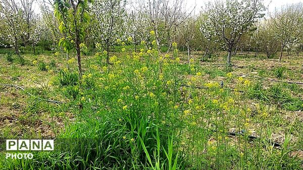 رویش شکوفه ها در روستای عیش آباد