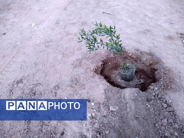 پویش مردمی درخت یادگار در یزد 