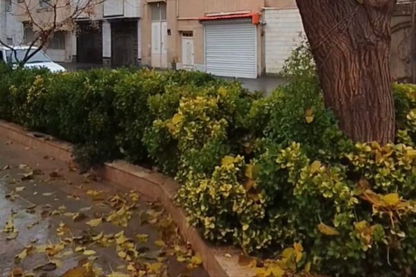 جلوه هایی از باران پاییزی در کاشمر