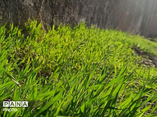 طبیعت در دل روستای برزنون،حال و هوای این دیار از قاب پانا