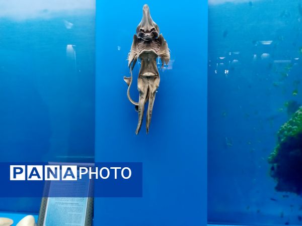 اردوی زیارتی و سیاحتی دارالقرآن سلسه الذهب در موزه حرم امام رضا (ع)